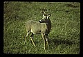 10065-00062-Whitetail Deer.jpg