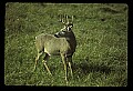 10065-00063-Whitetail Deer.jpg