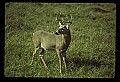 10065-00064-Whitetail Deer.jpg