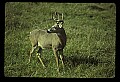 10065-00065-Whitetail Deer.jpg