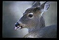 10065-00067-Whitetail Deer.jpg