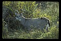 10065-00068-Whitetail Deer.jpg