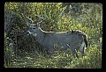 10065-00069-Whitetail Deer.jpg