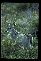 10065-00070-Whitetail Deer.jpg