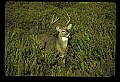 10065-00071-Whitetail Deer.jpg