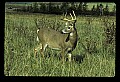 10065-00072-Whitetail Deer.jpg