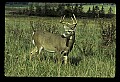 10065-00073-Whitetail Deer.jpg