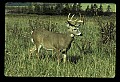 10065-00074-Whitetail Deer.jpg