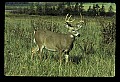 10065-00075-Whitetail Deer.jpg
