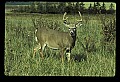 10065-00076-Whitetail Deer.jpg