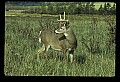 10065-00077-Whitetail Deer.jpg