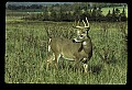 10065-00079-Whitetail Deer.jpg