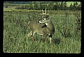 10065-00080-Whitetail Deer.jpg