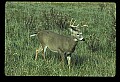 10065-00081-Whitetail Deer.jpg