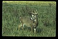 10065-00082-Whitetail Deer.jpg