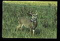 10065-00083-Whitetail Deer.jpg