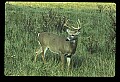 10065-00084-Whitetail Deer.jpg