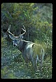 10065-00088-Whitetail Deer.jpg