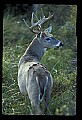 10065-00089-Whitetail Deer.jpg