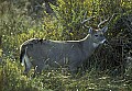 10065-00090-Whitetail Deer.jpg