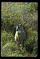 10065-00094-Whitetail Deer.jpg
