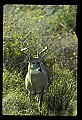 10065-00095-Whitetail Deer.jpg