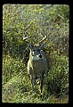 10065-00096-Whitetail Deer.jpg