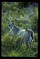 10065-00097-Whitetail Deer.jpg