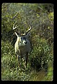 10065-00098-Whitetail Deer.jpg