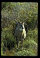 10065-00099-Whitetail Deer.jpg