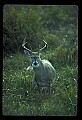 10065-00100-Whitetail Deer.jpg