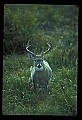 10065-00106-Whitetail Deer.jpg