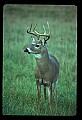 10065-00107-Whitetail Deer.jpg