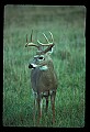 10065-00109-Whitetail Deer.jpg