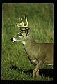 10065-00110-Whitetail Deer.jpg