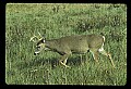 10065-00111-Whitetail Deer.jpg