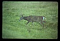 10065-00112-Whitetail Deer.jpg