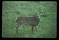 10065-00113-Whitetail Deer.jpg