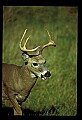 10065-00114-Whitetail Deer.jpg
