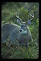 10065-00115-Whitetail Deer.jpg