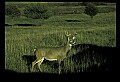 10065-00116-Whitetail Deer.jpg