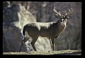 10065-00118-Whitetail Deer.jpg