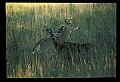 10065-00120-Whitetail Deer.jpg