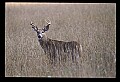 10065-00121-Whitetail Deer.jpg