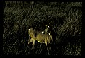 10065-00122-Whitetail Deer.jpg