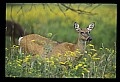 10065-00124-Whitetail Deer.jpg