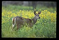 10065-00125-Whitetail Deer.jpg