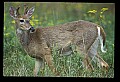 10065-00126-Whitetail Deer.jpg
