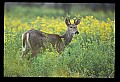10065-00127-Whitetail Deer.jpg