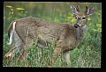 10065-00128-Whitetail Deer.jpg